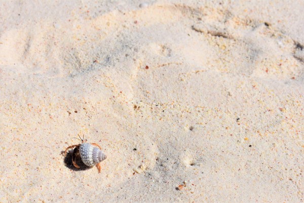 Ein Einsiedlerkrebs krabbelt auf einem Sandstrand